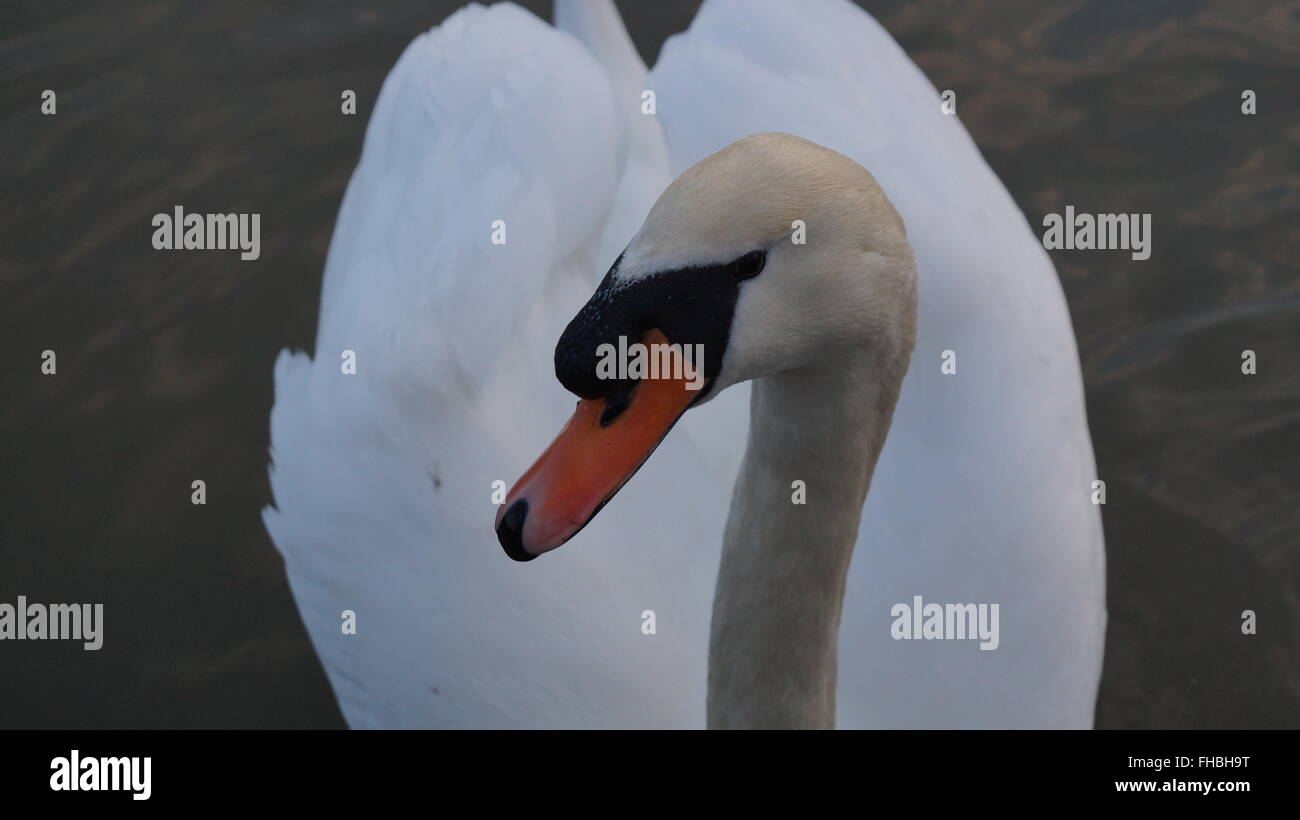 White swan Stock Photo Alamy