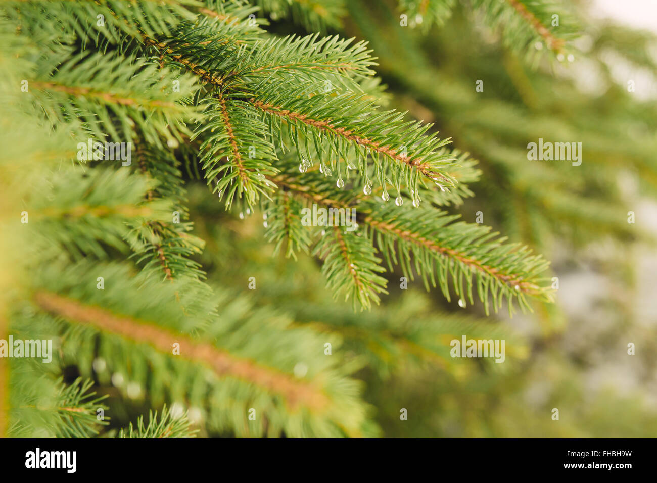 Firtree branch with water droplets Stock Photo Alamy