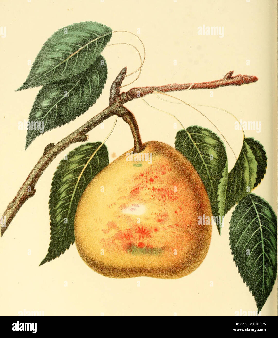 The Fruits of America, a detailed work from 1848, featuring richly ...