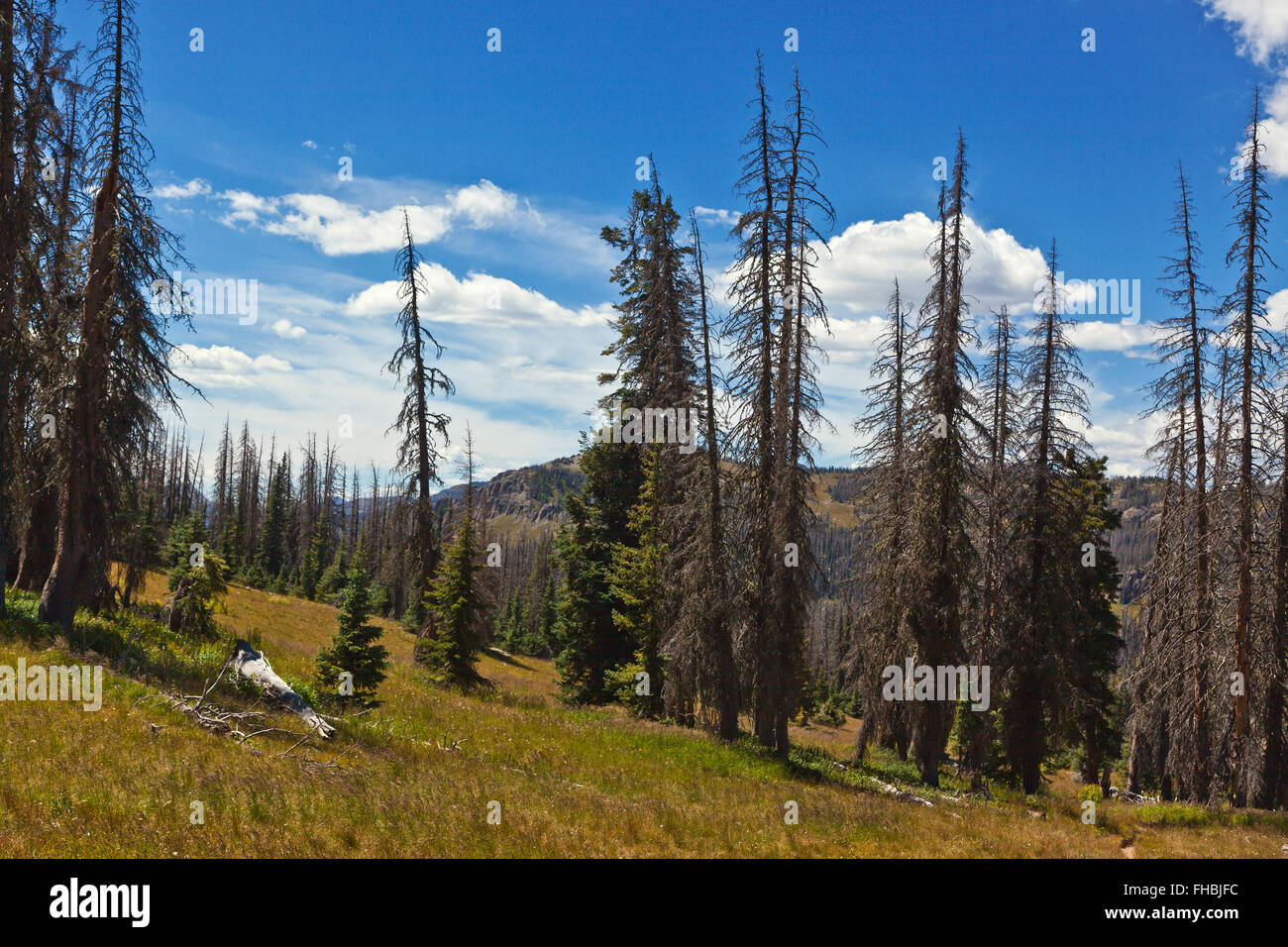 Dying of trees hires stock photography and images Alamy
