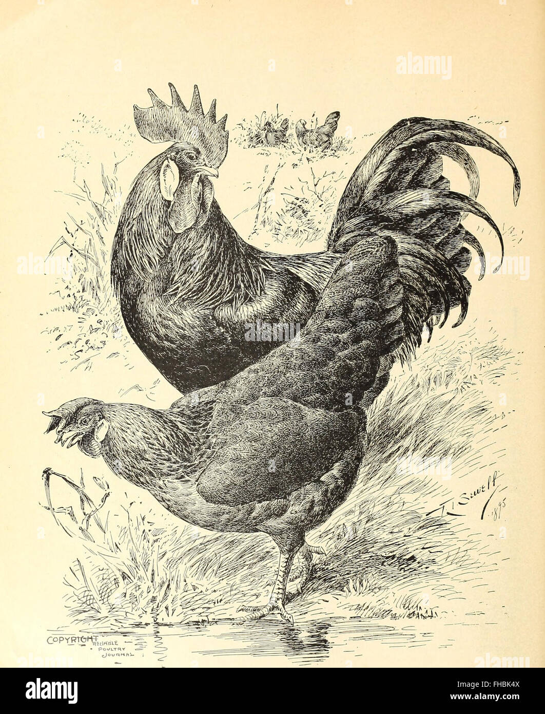 The leghorns, brown, white, black buff and duckwing - An illustrated leghorn standard, with a treatise on judging leghorns, and complete instructions on breeding, mating and exhibiting (1904) Stock Photo