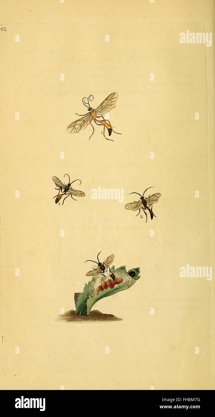 Victorian Insect Science Ernst mayr library identification insects hi-res stock photography and ...