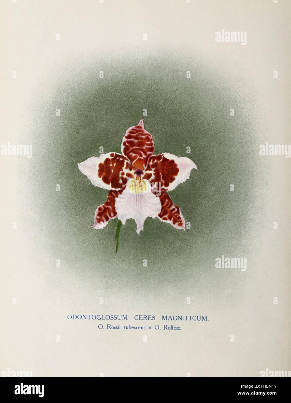 The Orchid World, Harvard University Botany Libraries, Orchids ...