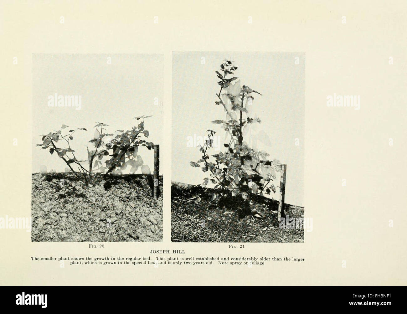 The Practical Book of Outdoor Rose Growing, a comprehensive guide to ...