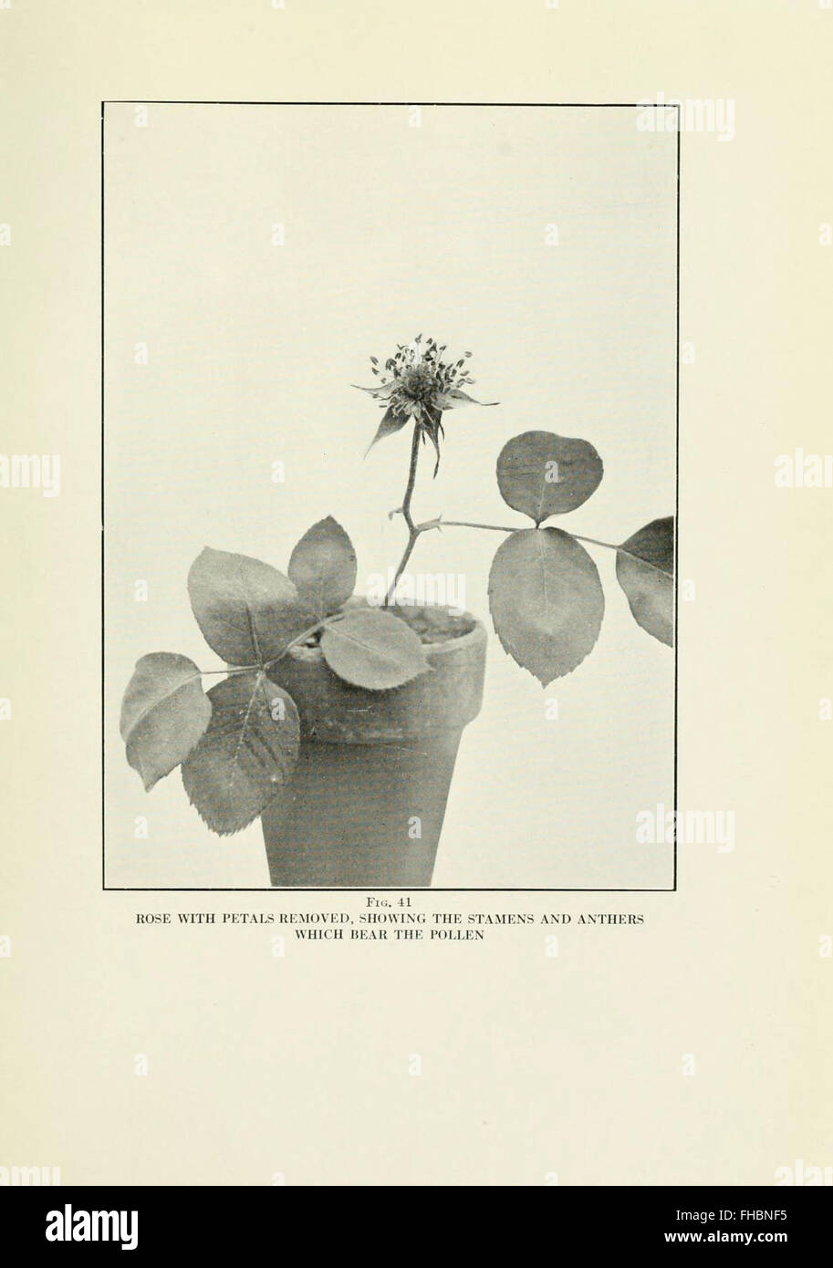 A practical guide to cultivating roses in the home garden, featuring ...