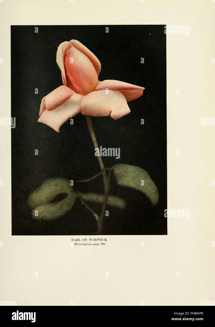 A practical guide to growing roses in outdoor gardens, with advice on ...