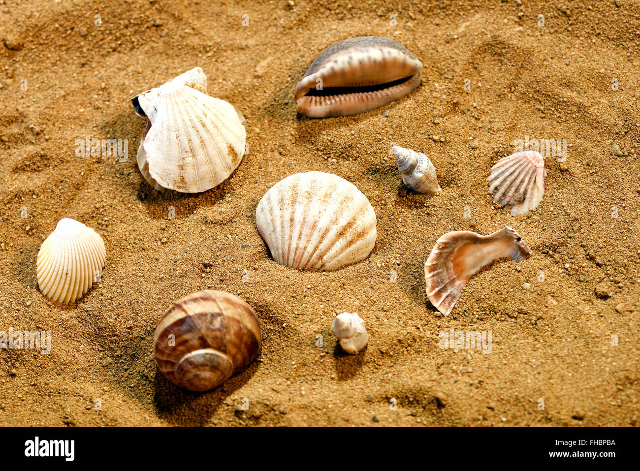 Bunch of sea shells in the sand on a beach Stock Photo