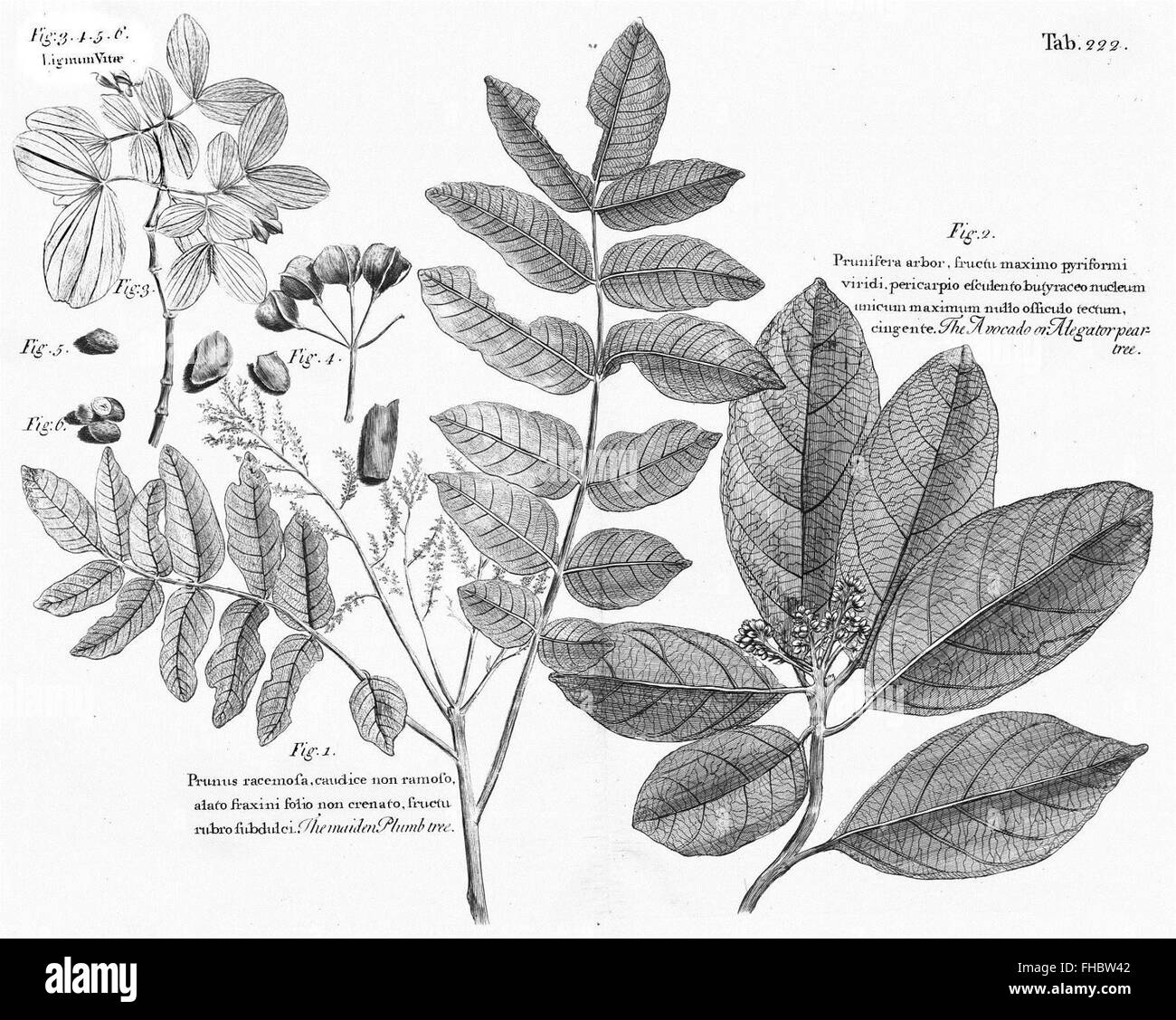 Early botanical exploration and travel to the Caribbean islands ...