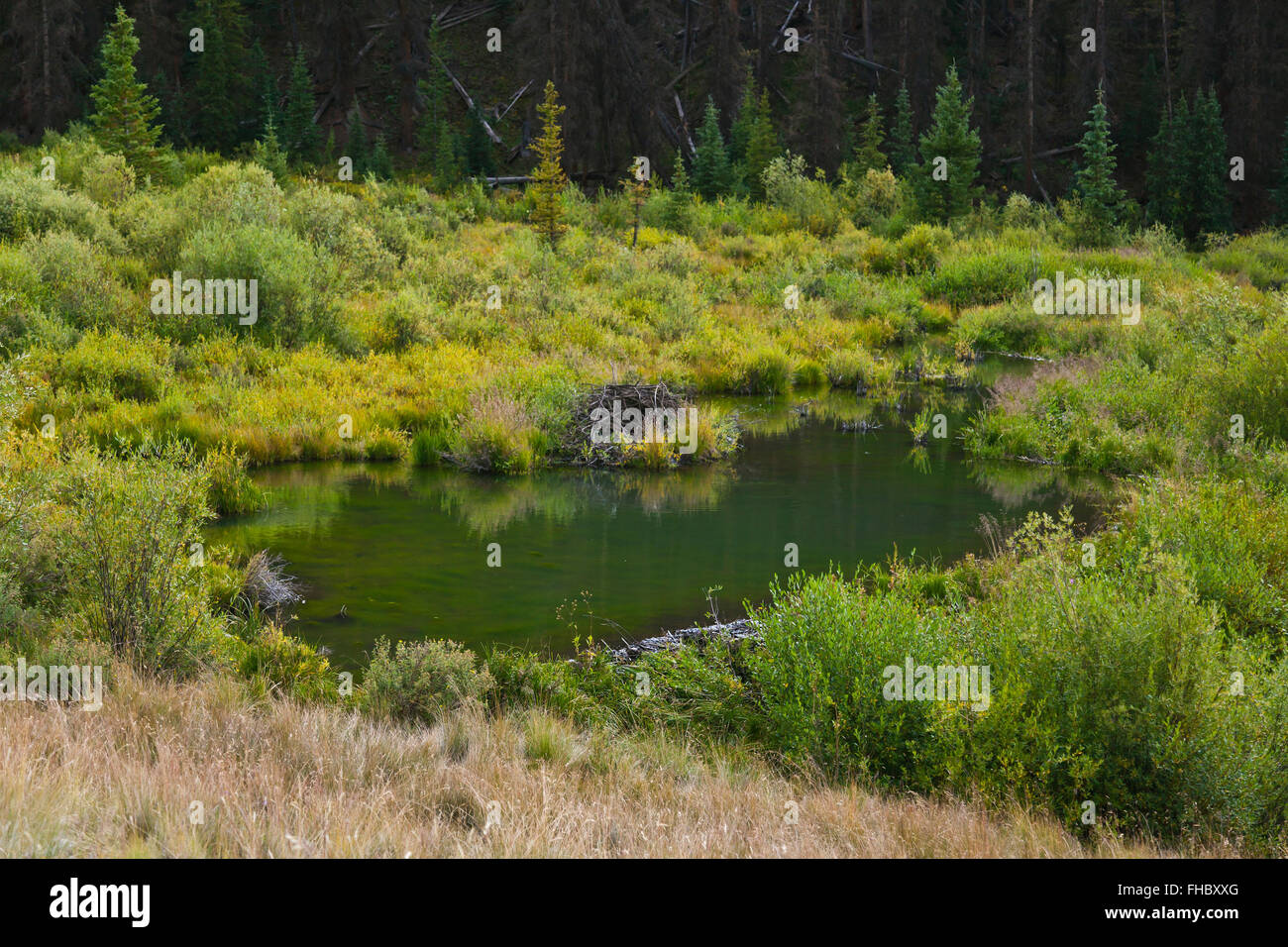A BEAVER POND in the ROCKY MOUNTAINS near the OLEO RANCH at 10500 feet