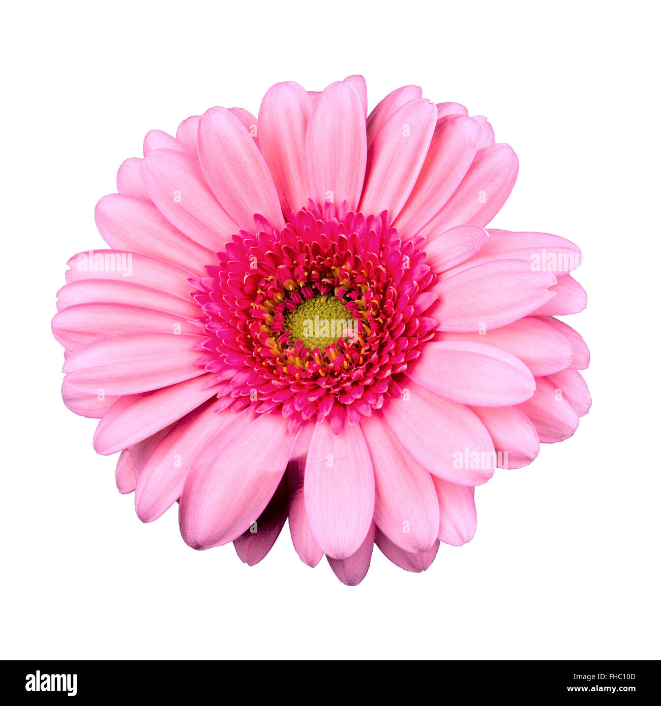 Pink flower isolated on a white background Stock Photo - Alamy