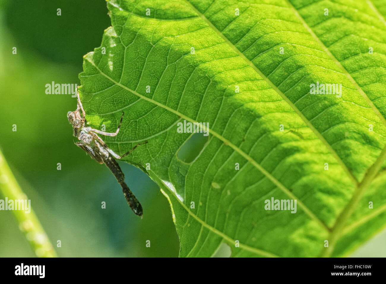Empty larva of dragonfly on a green leaf Stock Photo - Alamy
