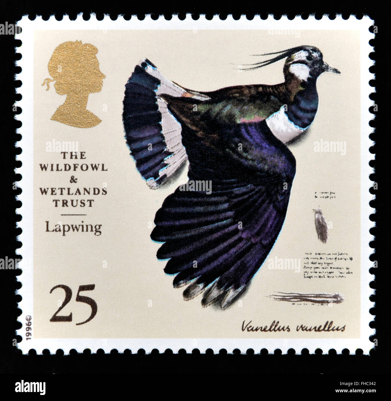 Postage stamp. Great Britain. Queen Elizabeth II. 1996. 50th. Anniversary of the Wildfowl and Wetlands Trust. Lapwing. 25p. Stock Photo