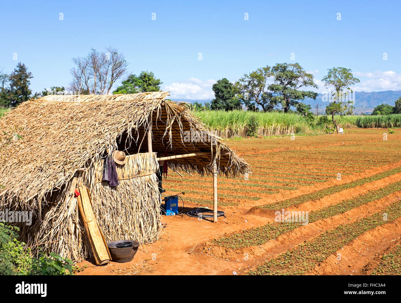 Rice fields in the countryside from Myanmar Stock Photo