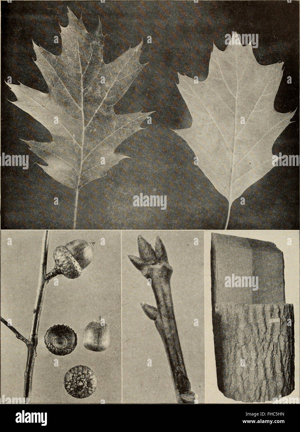 Tree Identification Lab A comprehensive guide to the identification, uses, and cultivation of ...