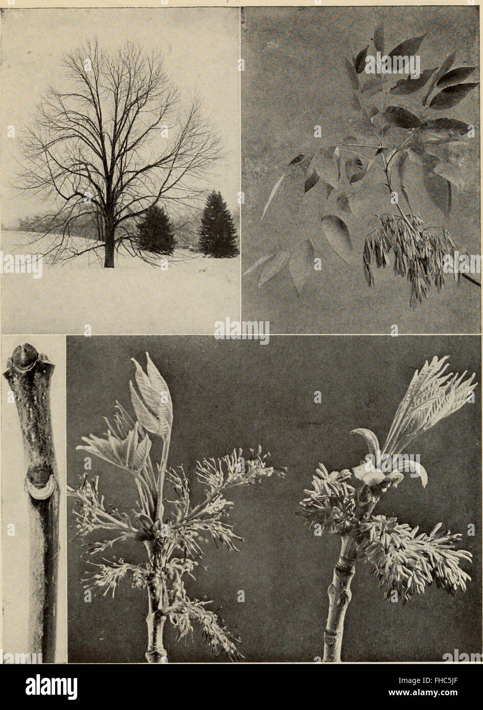 The Tree Book, published in 1920, serves as a guide to understanding ...