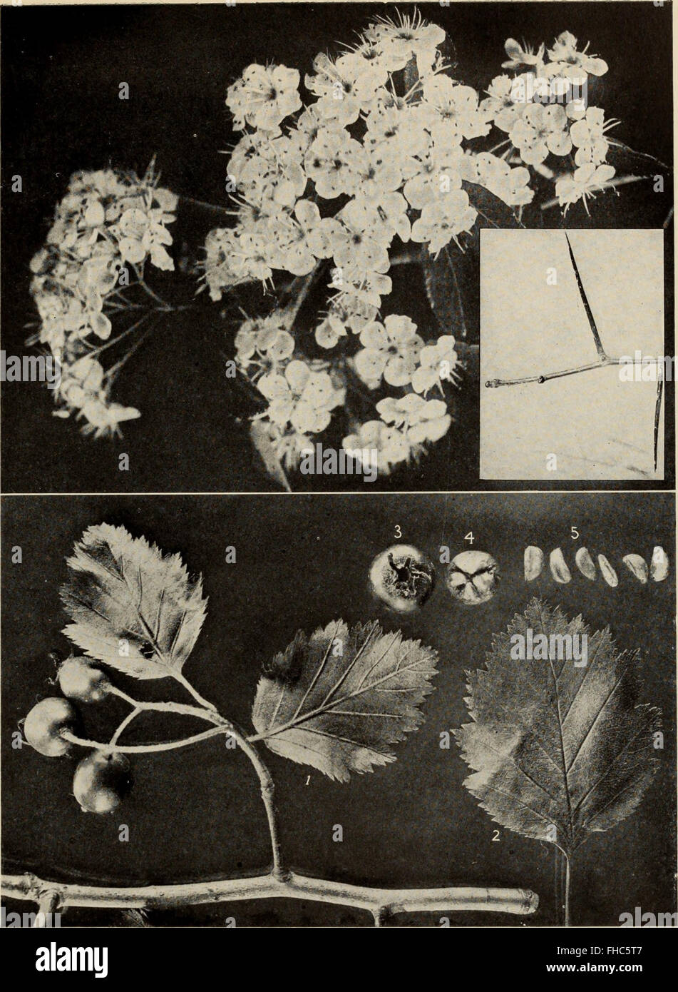 Tree Identification Lab A comprehensive guide to the identification, uses, and cultivation of ...
