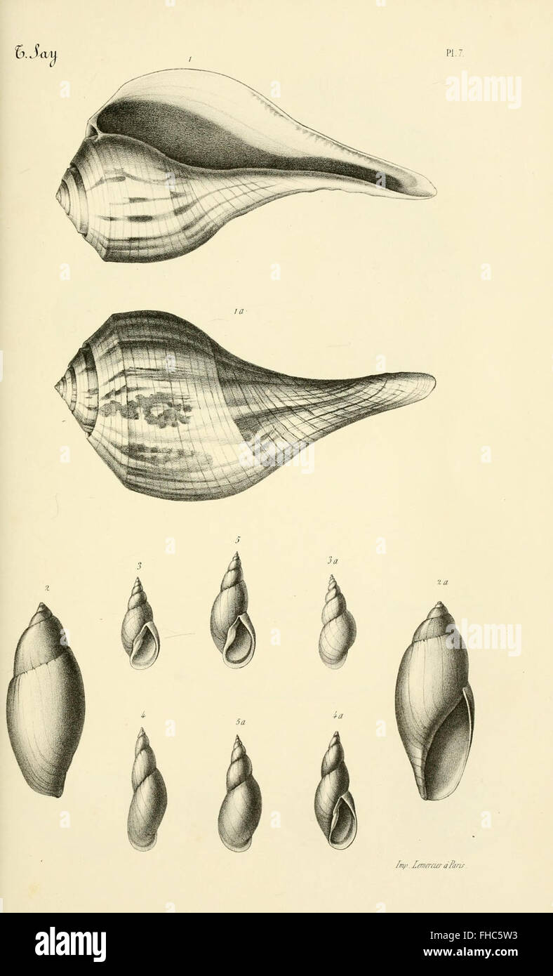 Vauble Shells Bibliothèque conchyliologique, a detailed catalog of mollusks and ...