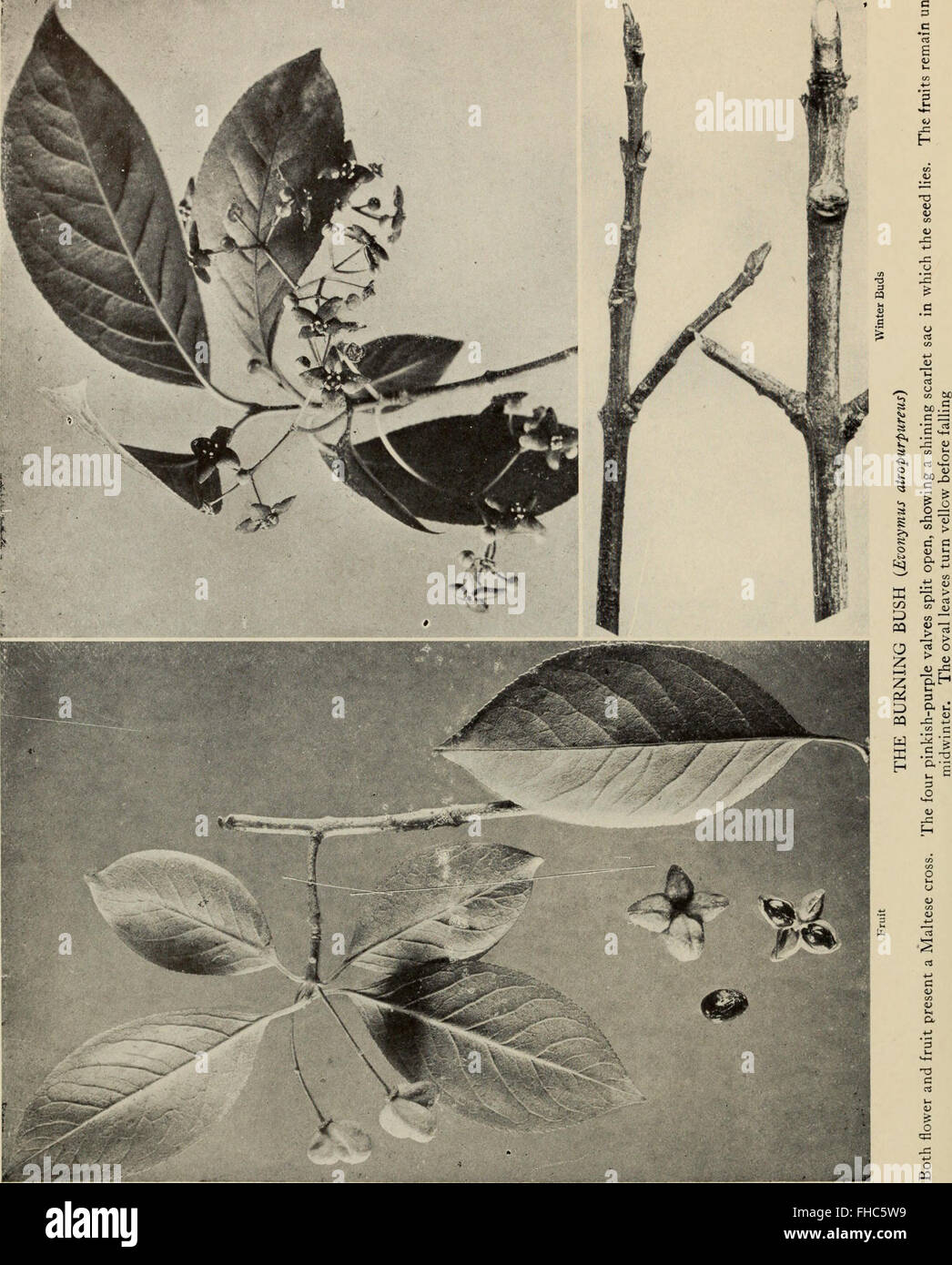 The Tree Book - A popular guide to a knowledge of the trees of North ...