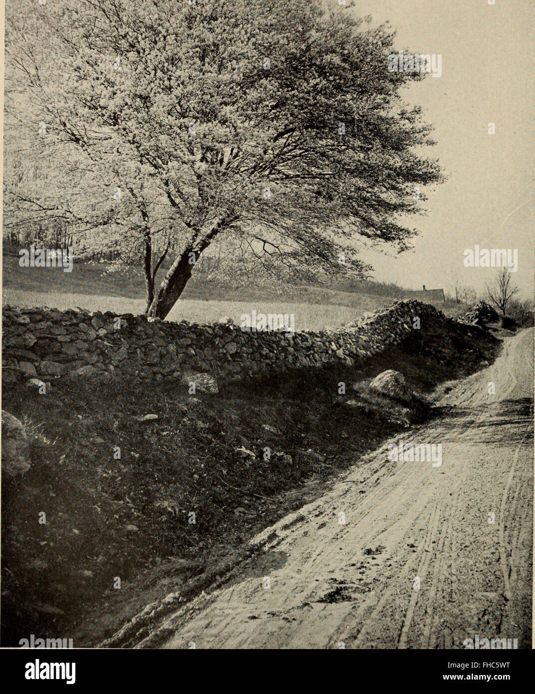 Beyond The Branches The Untold Story Of Americas National Tree - d5fypft