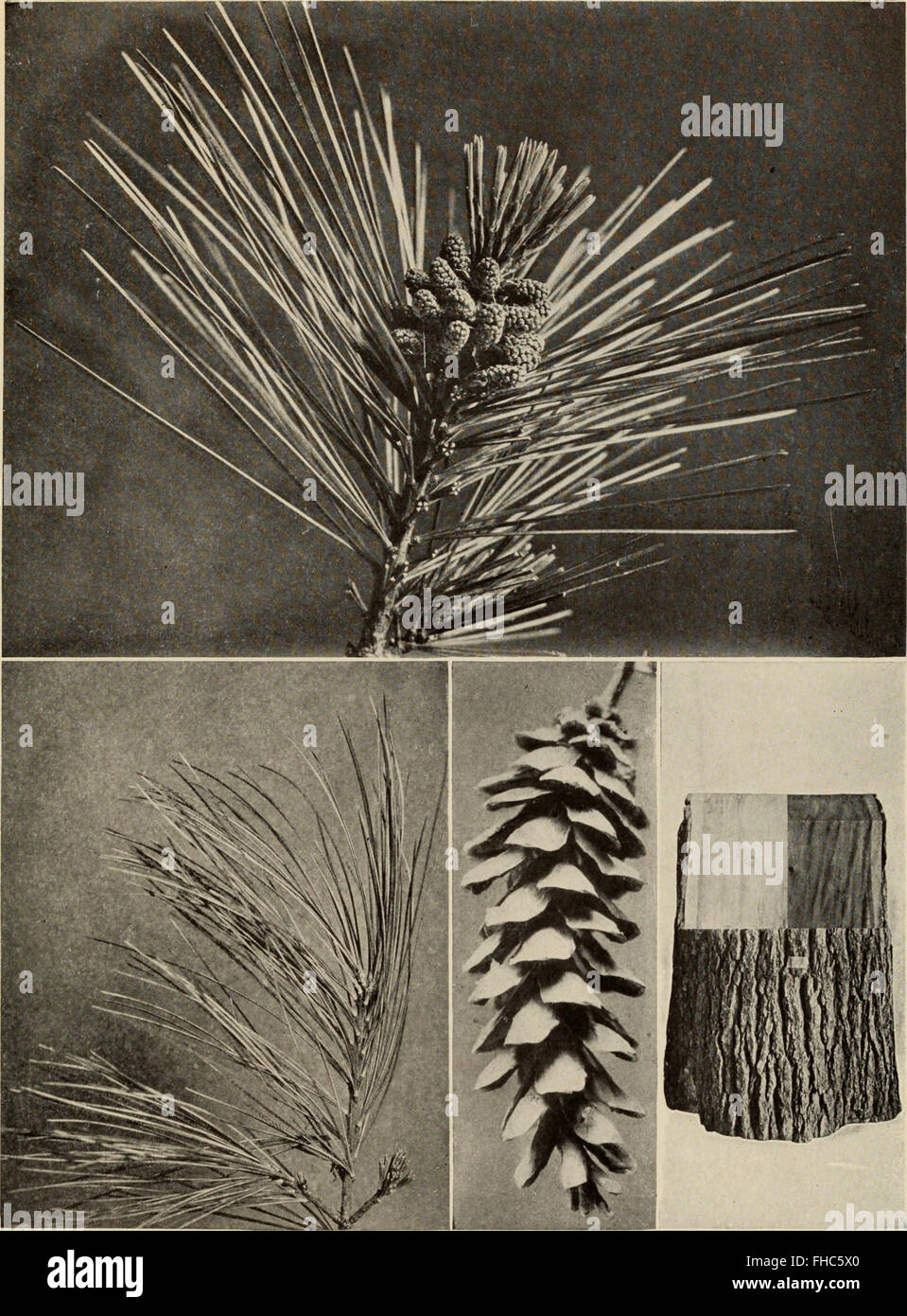 The Tree Book (1920) serves as a popular guide to the trees of North ...