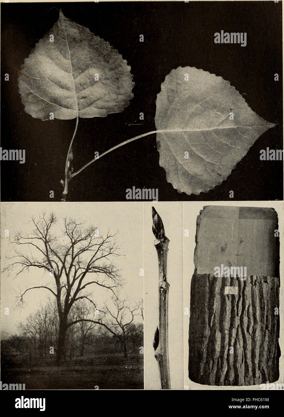 Americas National Tree Facts You Wont Find In Textbooks - yq2vg4a