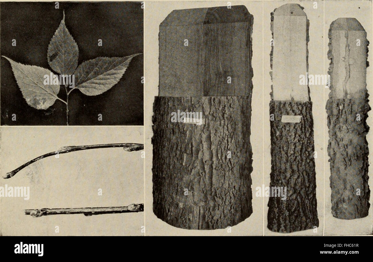 The Tree Book, published in 1920, is a comprehensive guide to the trees ...