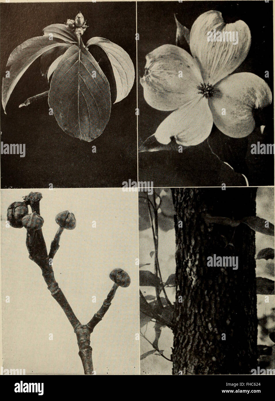 Americas National Tree Facts You Wont Find In Textbooks - 5a5qc6i