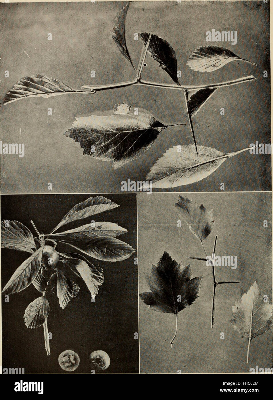 The Tree Book, North American trees, tree identification, tree ...