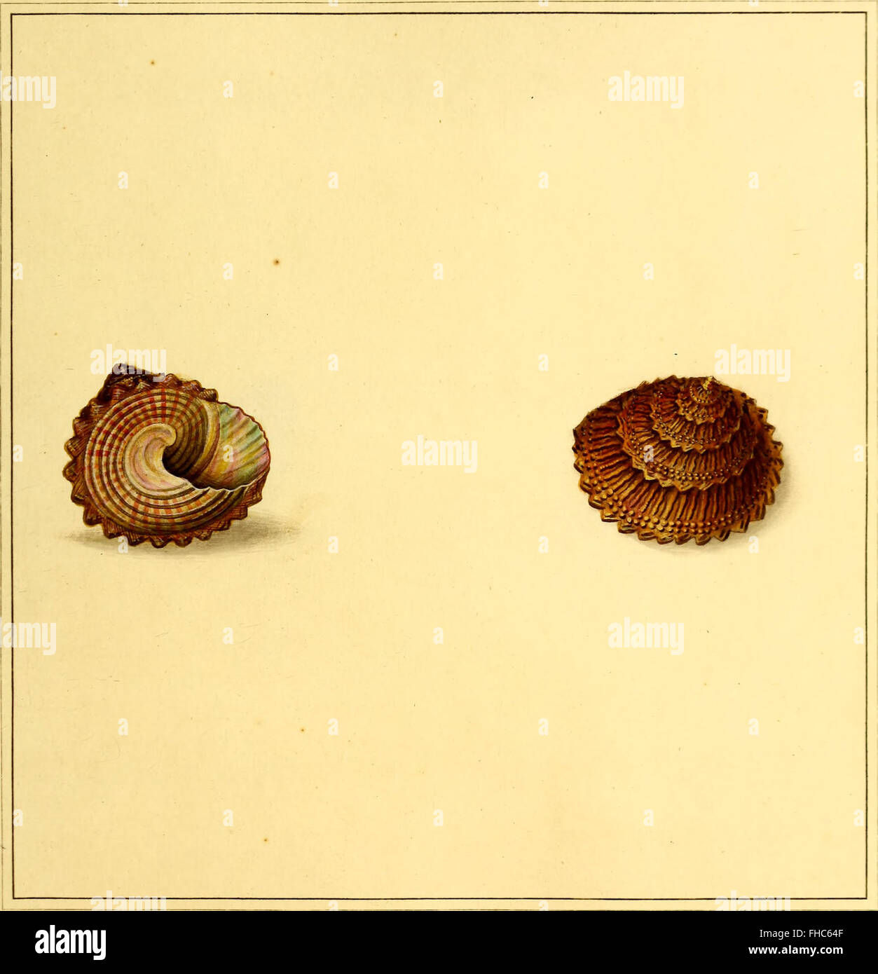 A comprehensive work from 1789 detailing every known shell species ...