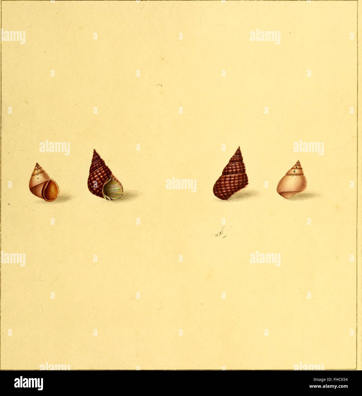 The Universal Conchologist (1789), This work is a comprehensive guide ...