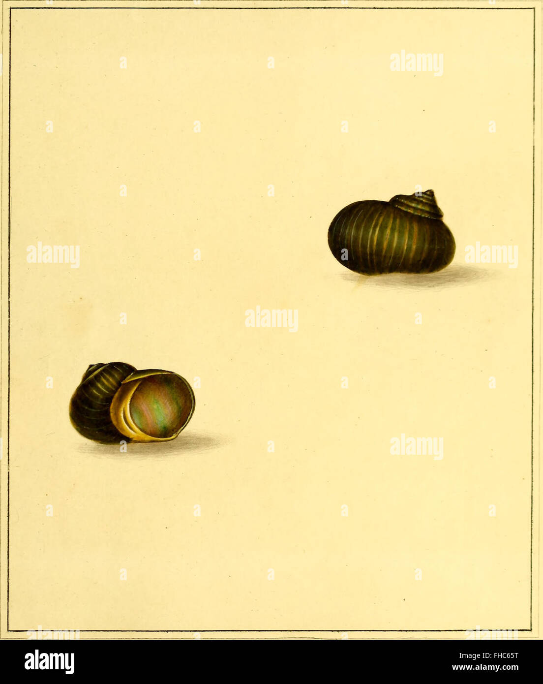 ‘The Universal Conchologist’ from 1789 provides detailed and accurate ...