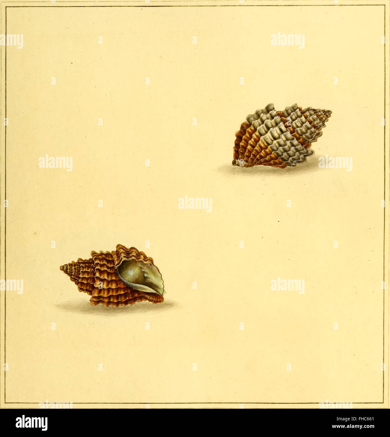 The Universal Conchologist (1789), a significant work illustrating ...