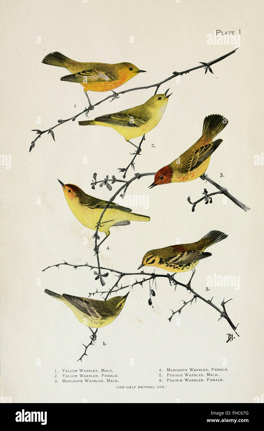 A detailed study on North American warblers, including their