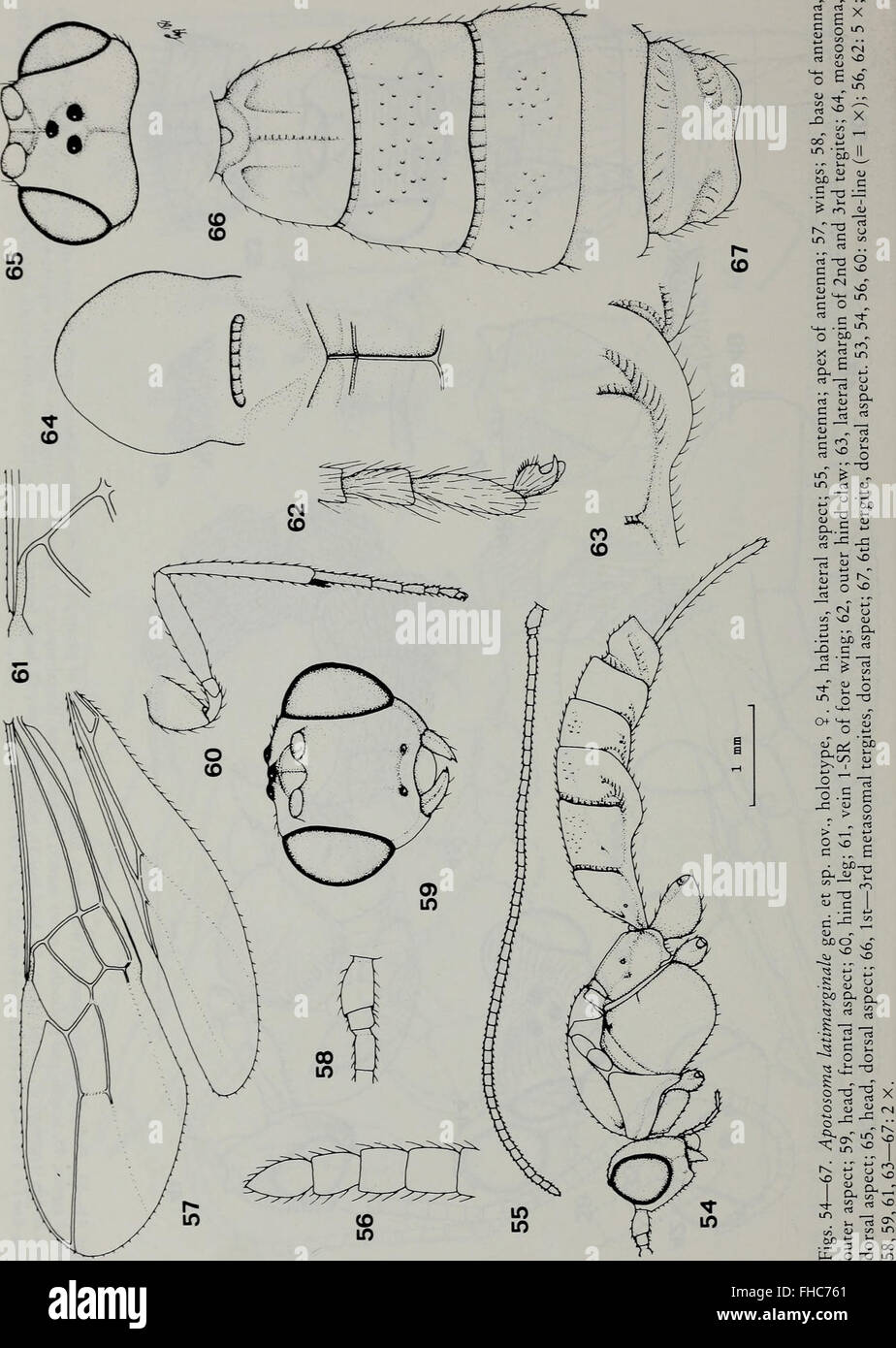 Insect Journal Tijdschrift voor Entomologie, a 1984 journal dedicated to entomology ...