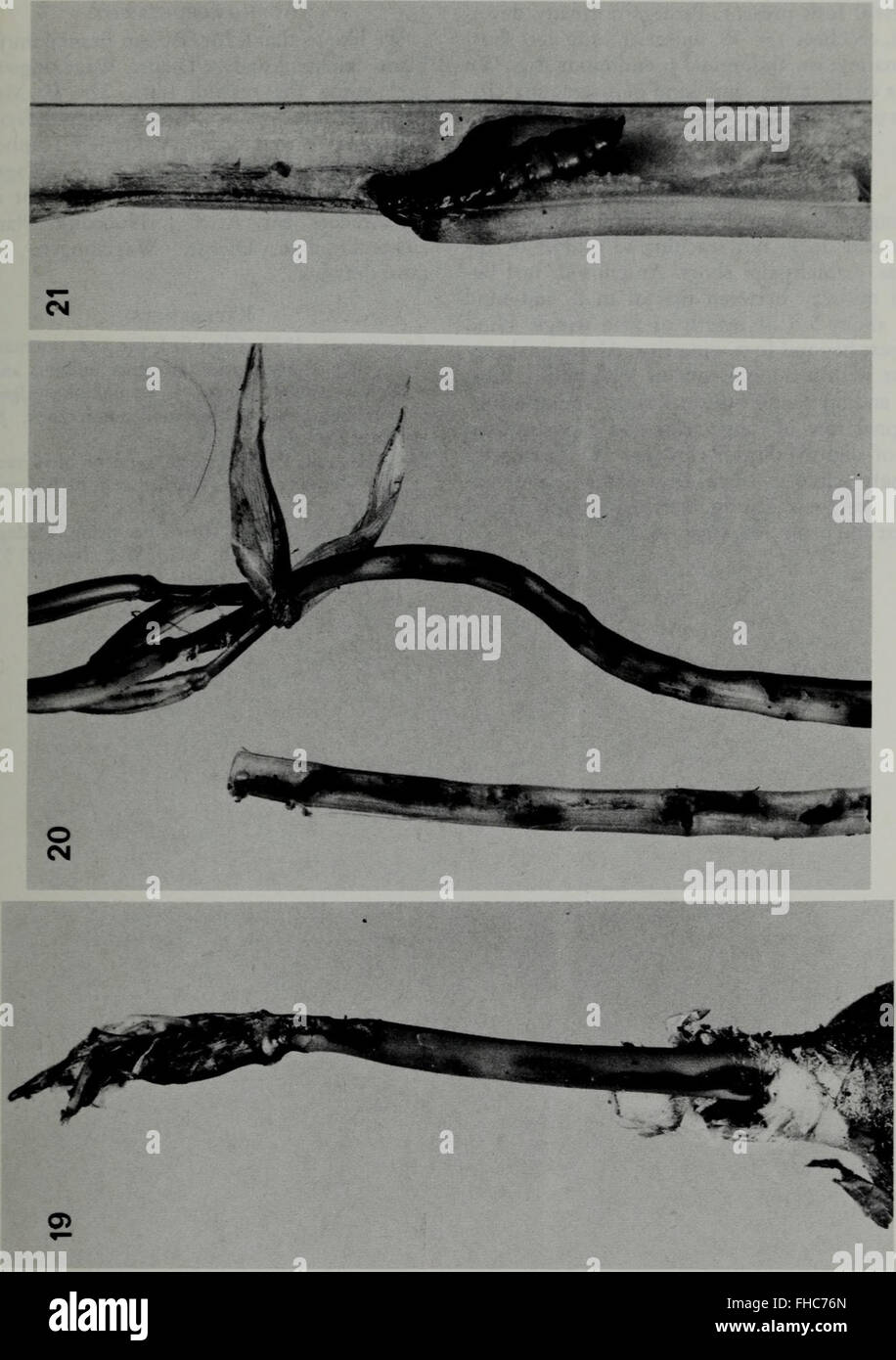 Insect Journal A journal focused on the study of insects and entomological research ...