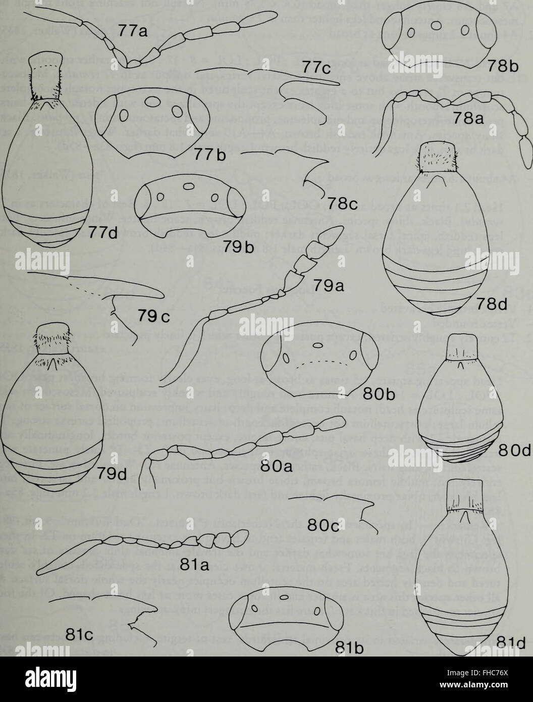 Insect Journal Tijdschrift voor Entomologie, a 1984 journal dedicated to entomological ...