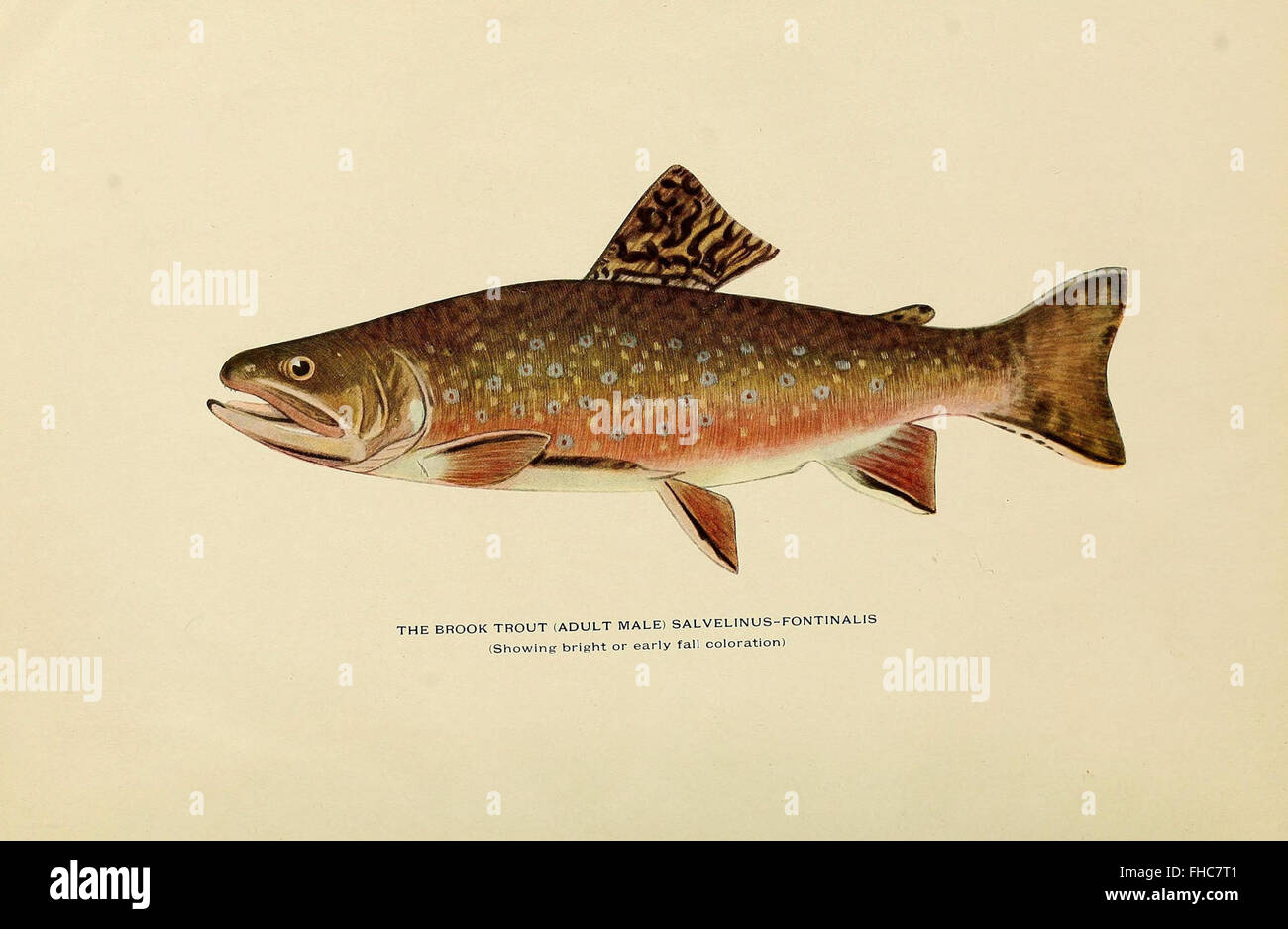 Trout flyfishing in America Stock Photo Alamy