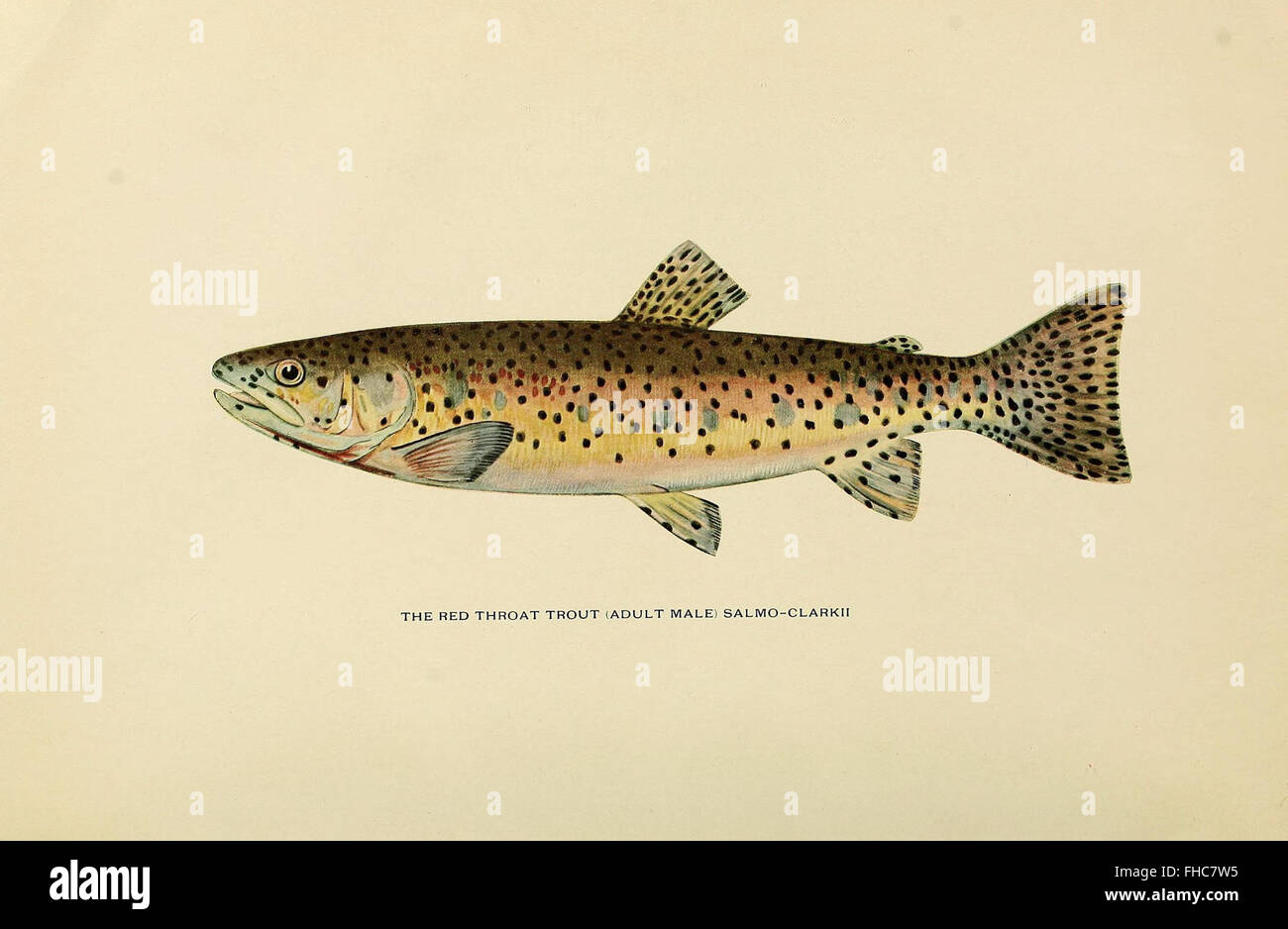 Trout fishing illustration hi-res stock photography and images