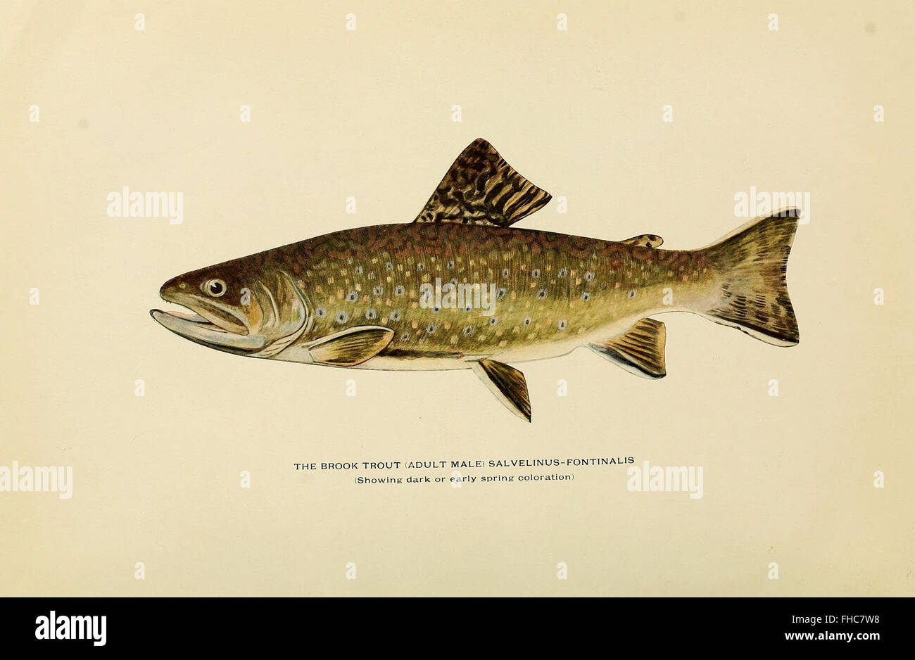 Trout flyfishing in America Stock Photo Alamy