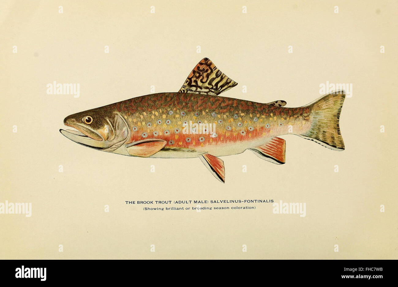 Trout fishing illustration hi-res stock photography and images - Page 13 -  Alamy