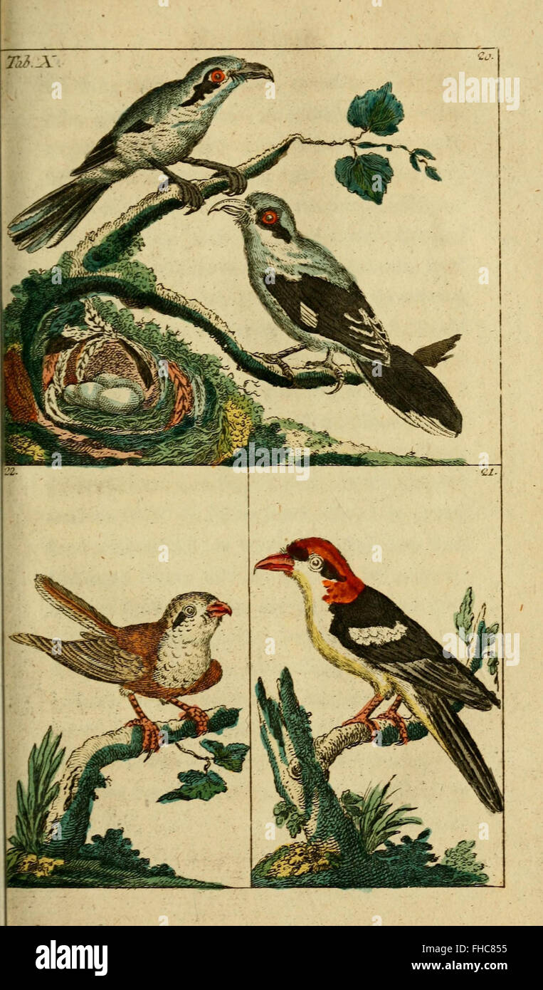 A 19th-century work discussing birds and their place in natural history ...