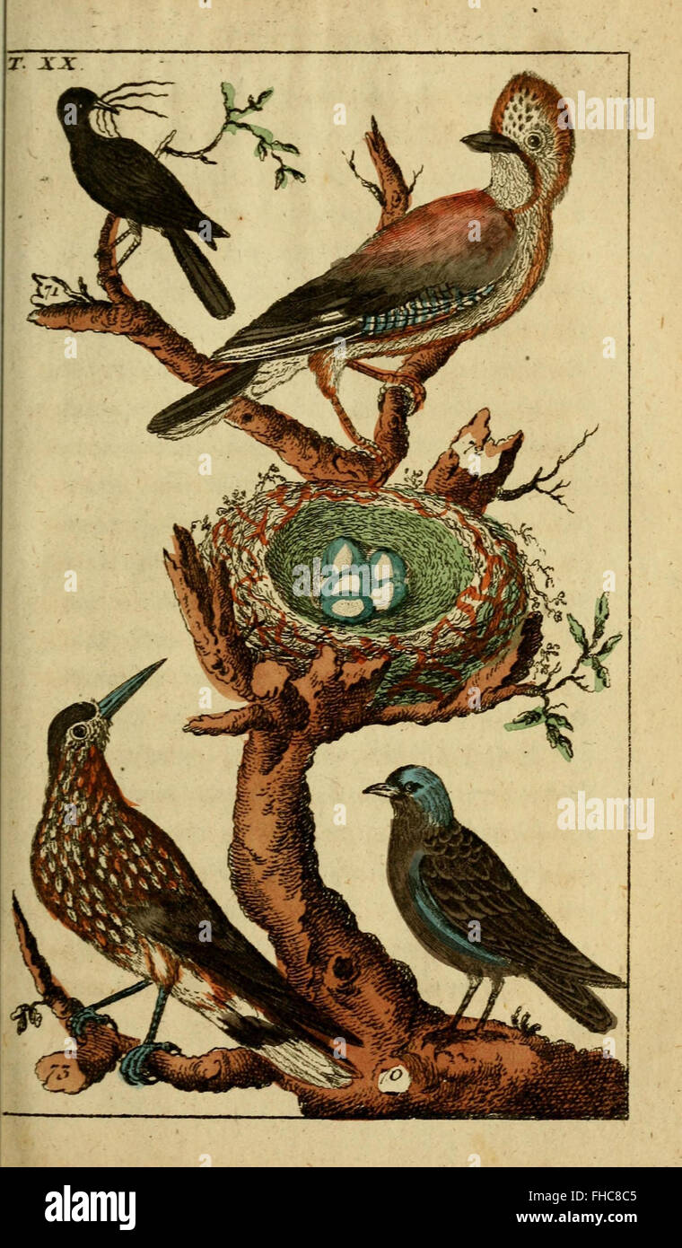 An early work in natural history, focusing on birds and ornithology ...