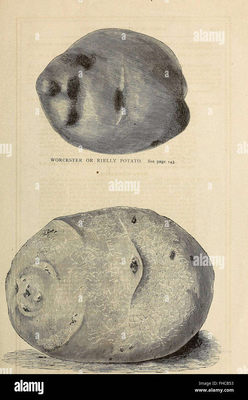 Washburn and Co.'s amateur cultivator's guide to the flower and kitchen garden - containing a descriptive list of two thousand varieties of flower and vegetable seeds - also a list of French hybrid Stock Photo
