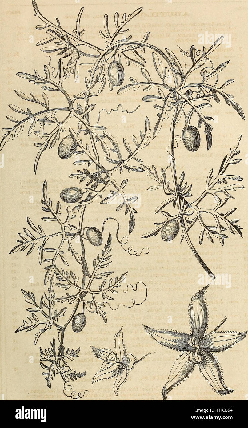Washburn and Co.'s amateur cultivator's guide to the flower and kitchen garden - containing a descriptive list of two thousand varieties of flower and vegetable seeds - also a list of French hybrid Stock Photo