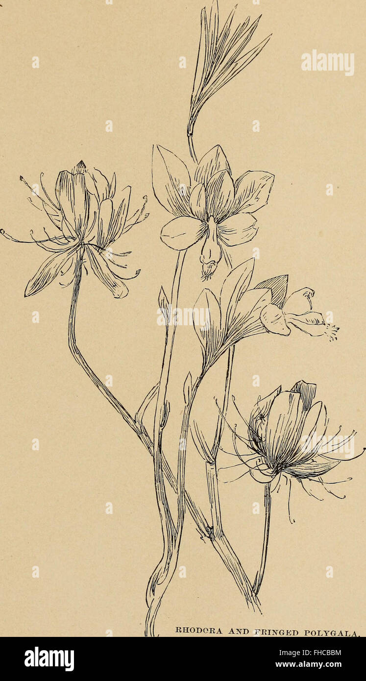 A botanical exploration of wild flowers and their habitats, first ...