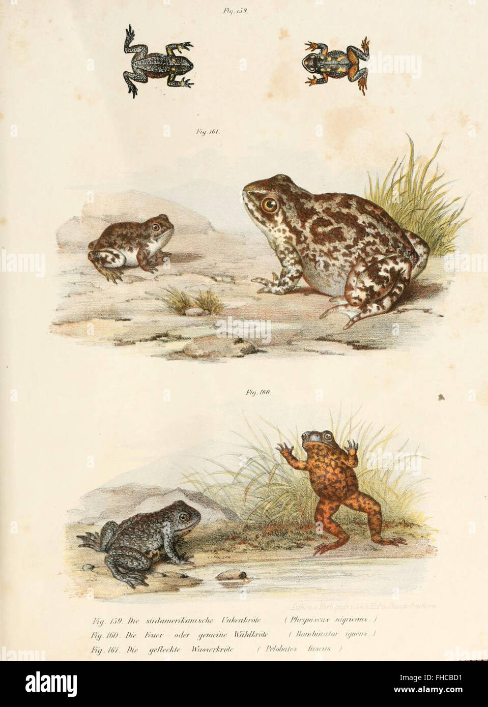 A German atlas from the 19th century offering scientifically accurate ...