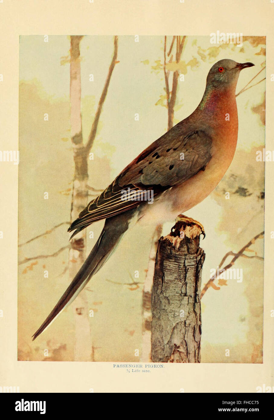 Birds that hunt and are hunted Stock Photo Alamy