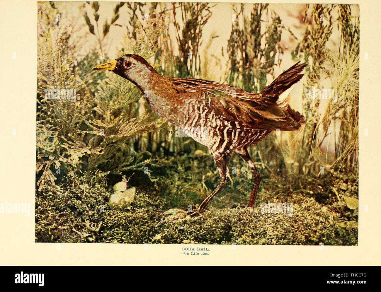 Birds that hunt and are hunted Stock Photo Alamy