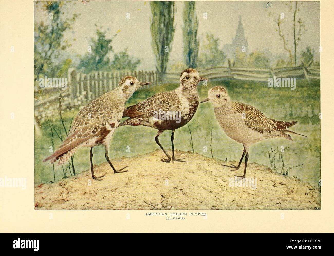 Birds that hunt and are hunted Stock Photo Alamy