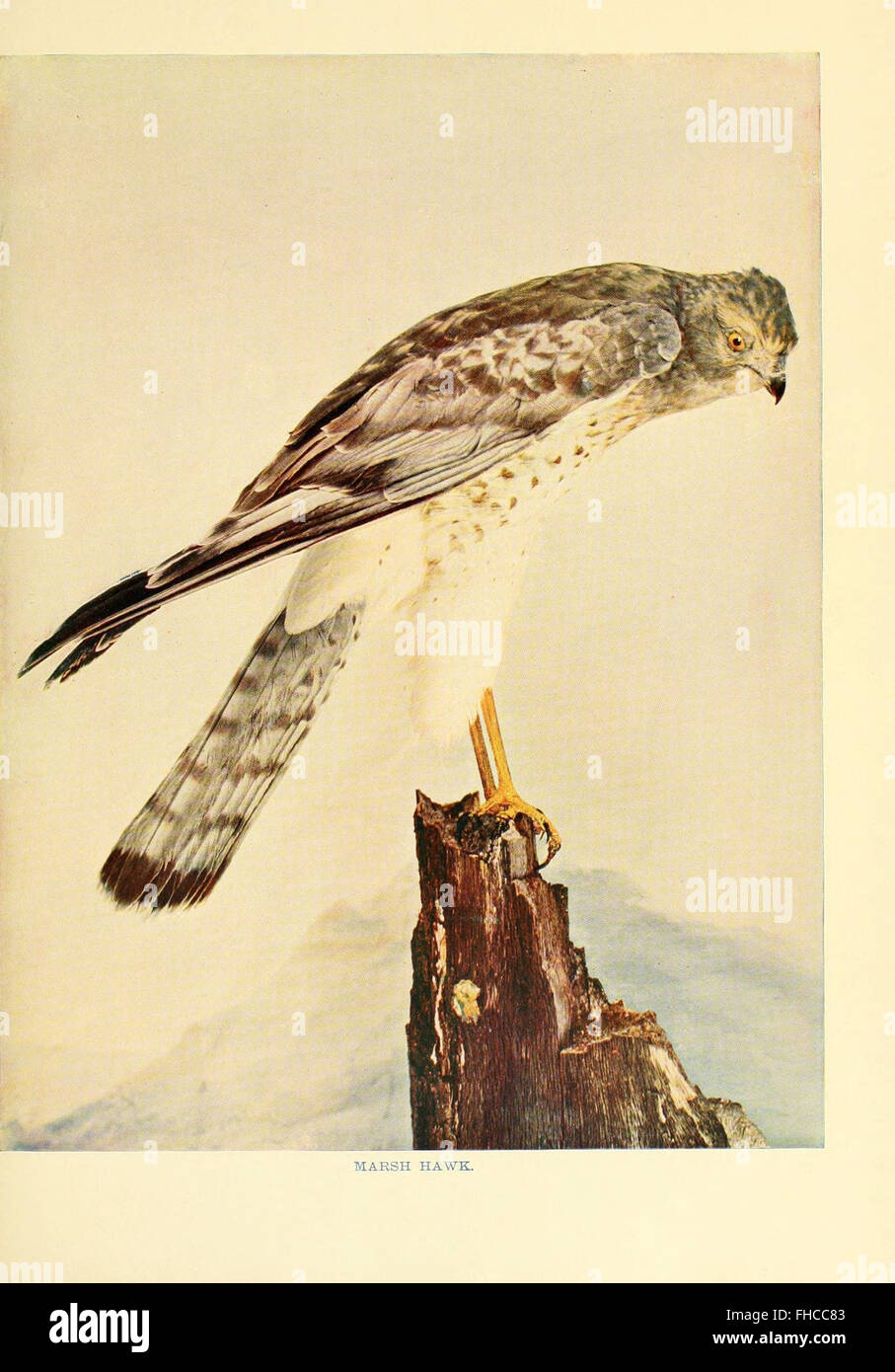 A study of predatory and prey birds, highlighting their hunting ...